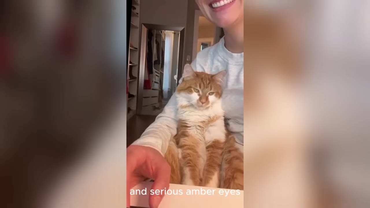 An orange and white cat with a serious expression sits on a person's lap.