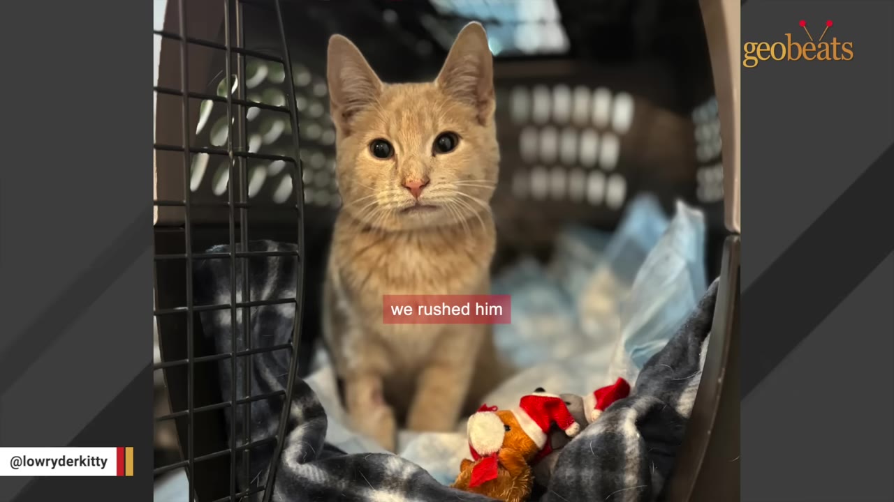 A light orange kitten sits inside a pet carrier with a blanket and a small stuffed toy, looking directly at the camera.