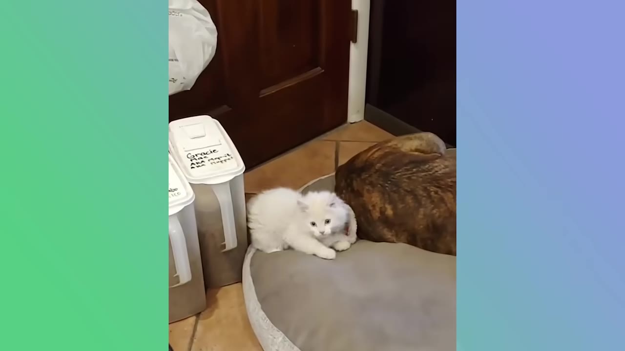 A small, fluffy white kitten sits on a grey pet bed next to a large brindle dog.
