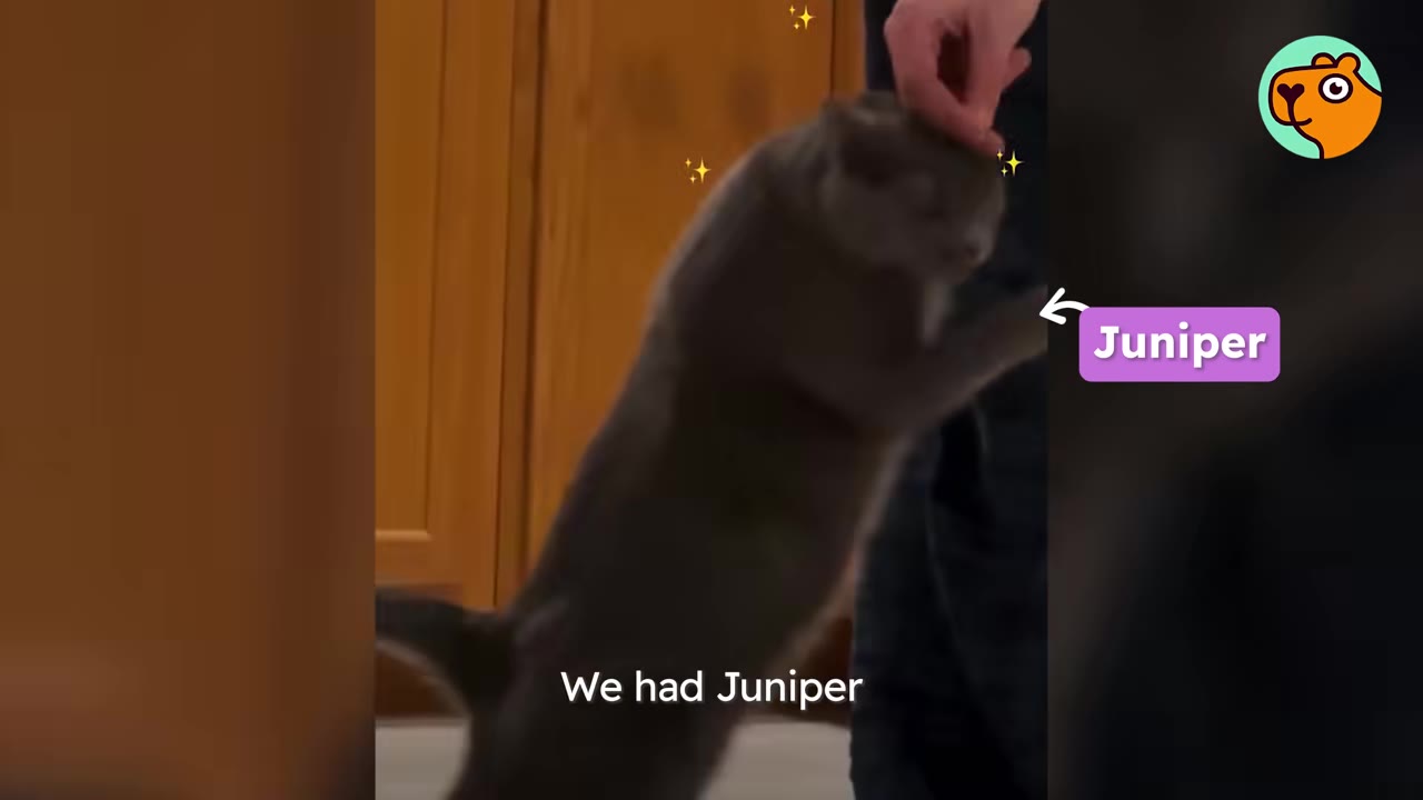 A grey cat named Juniper stands on its hind legs to be petted by a person.