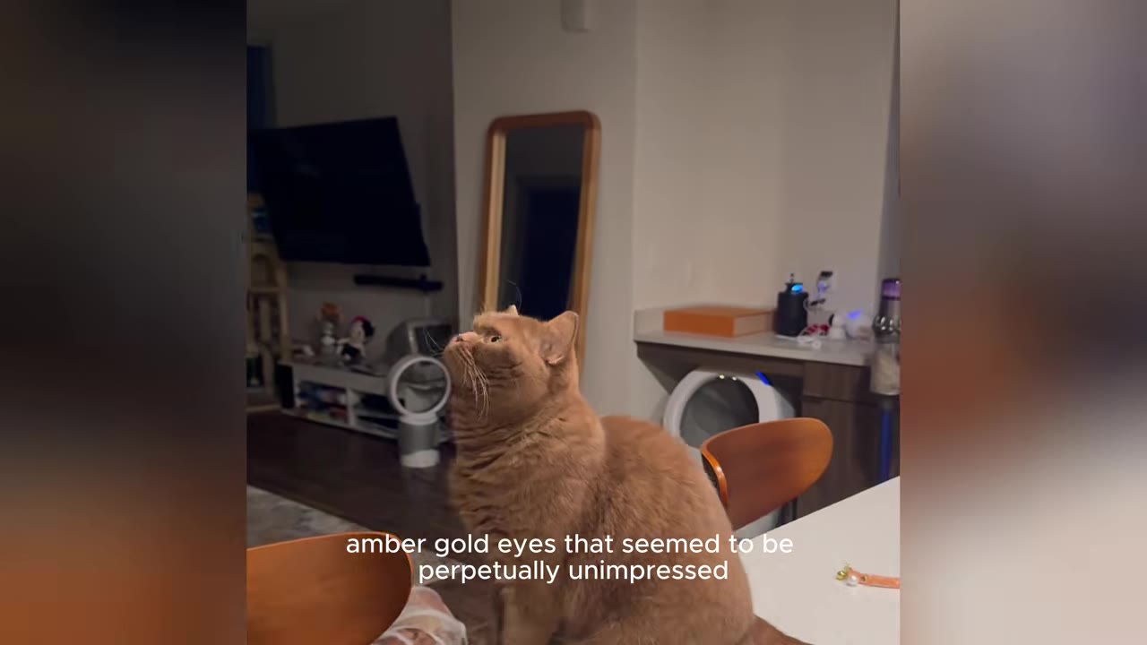 A large, round brown cat with amber eyes sits on a wooden chair in a living room, looking upwards with an unimpressed expression.