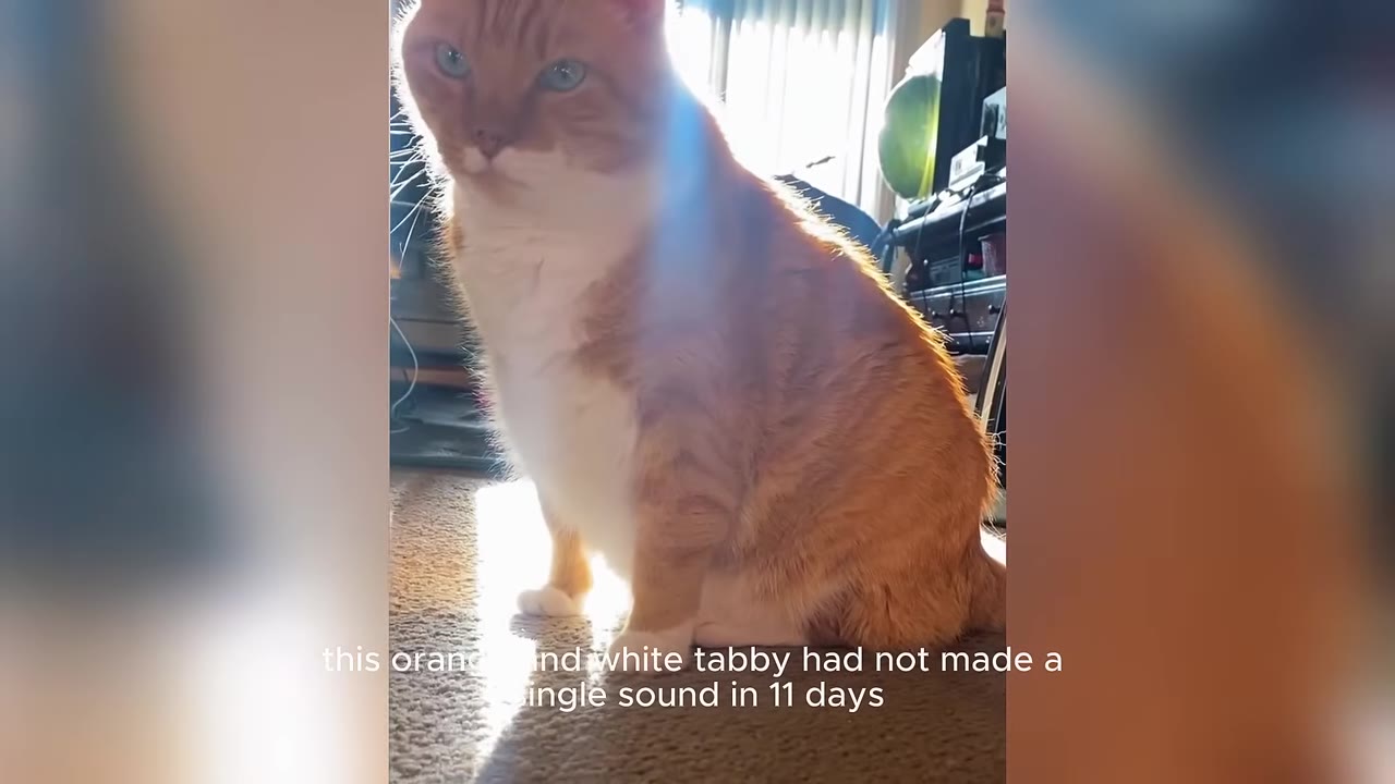 An orange and white tabby cat sitting quietly on a carpeted floor, illuminated by a beam of sunlight.