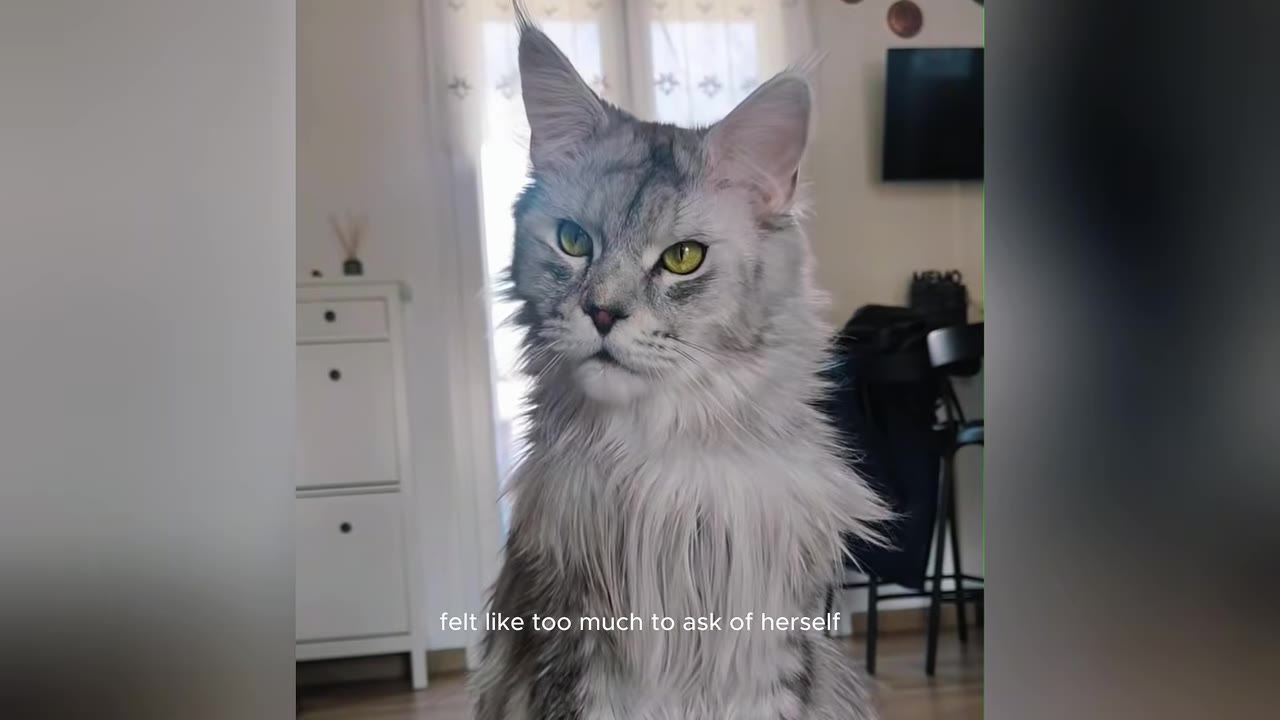 A close-up shot of a fluffy grey Maine Coon cat with striking yellow eyes, sitting indoors and looking directly at the camera.