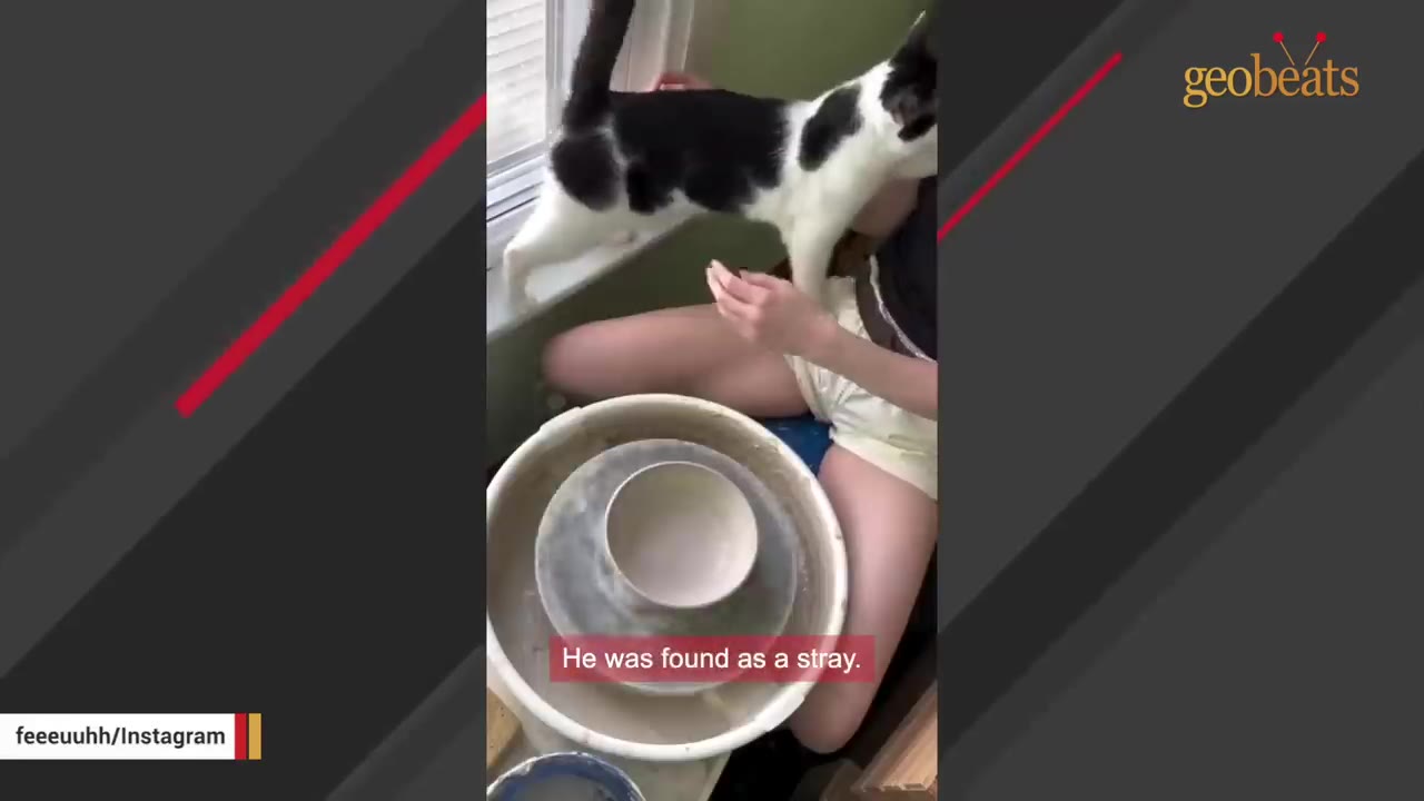 A black-and-white cat stands on a windowsill next to a person sitting at a pottery wheel, with a subtitle that reads 'He was found as a stray.'
