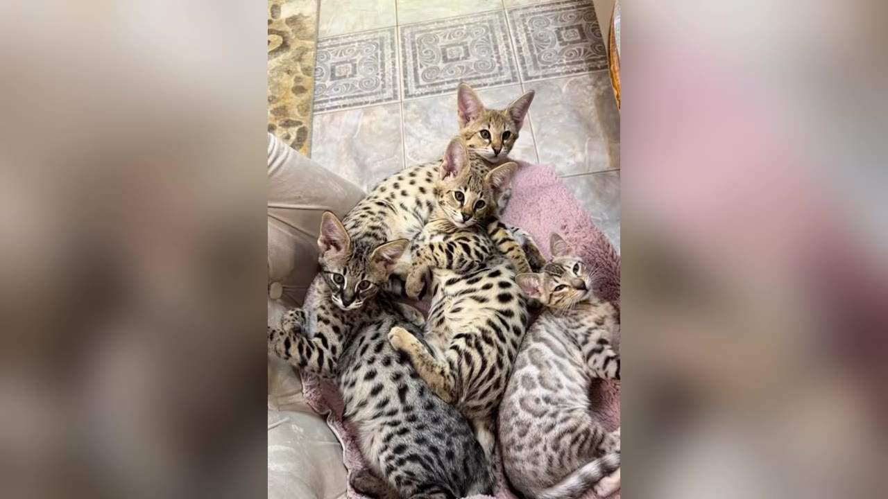 Four spotted Savannah kittens with large ears huddling together on a pink blanket.