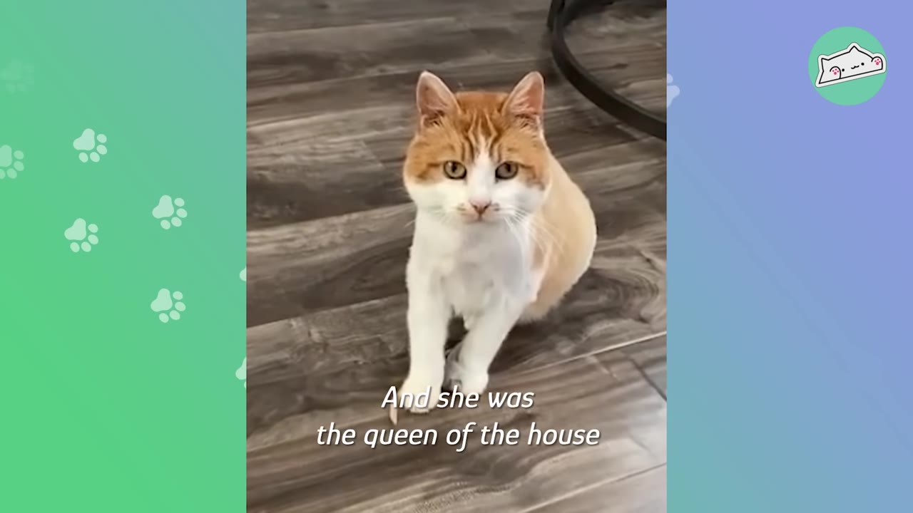 A ginger and white cat sitting on a wooden floor, looking directly at the camera.