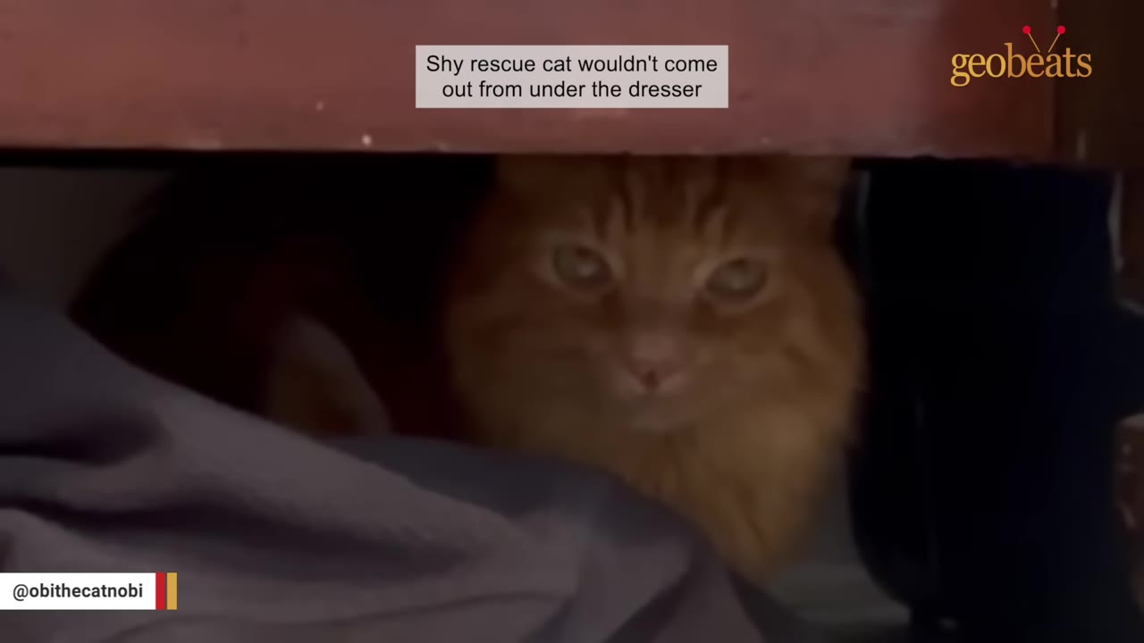 A close-up shot of a fluffy orange cat hiding in the dark space underneath a wooden dresser.