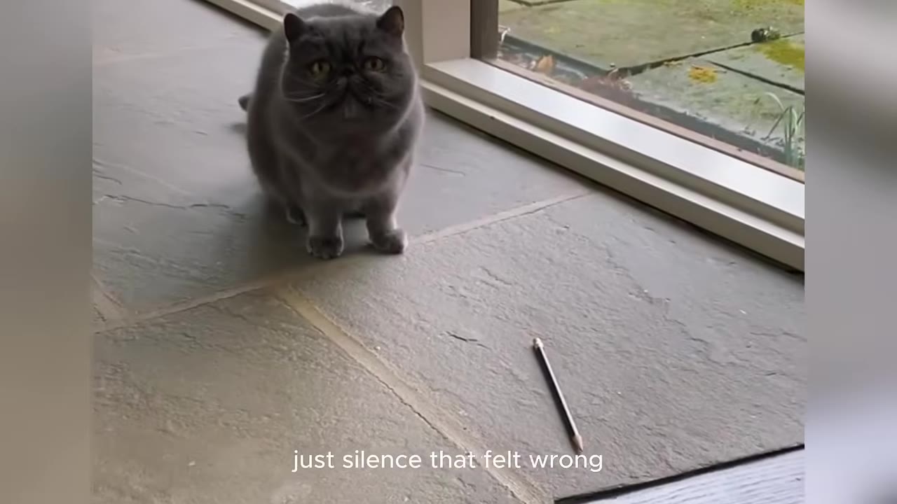 A gray, round-faced cat sits upright on a stone floor near a glass door, looking forward.