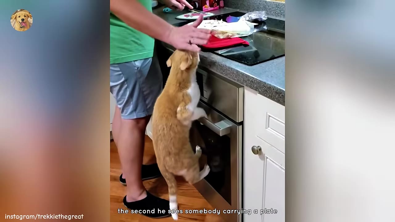 An orange and white cat standing on its hind legs, reaching toward a kitchen counter while a man gently blocks it with his hand.
