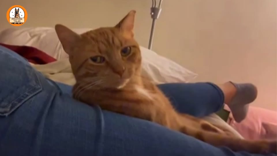 Video frame for The Warning About The Quiet Cat