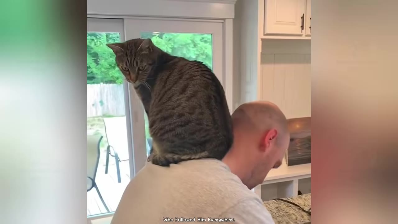 A tabby cat sits perched on the shoulders of a bald man who is leaning forward in a kitchen.