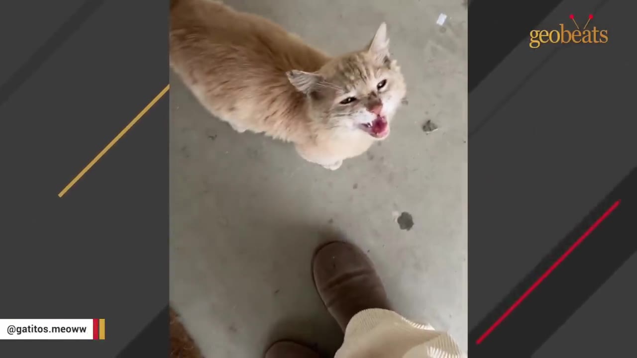 A light orange cat looks up with its mouth open as if meowing, standing on a concrete floor near a person's brown shoes.