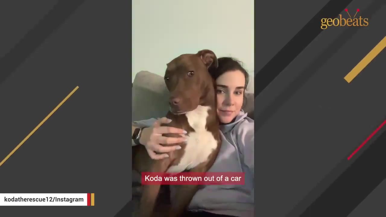 A brown and white dog sitting on a couch next to a woman, with a text overlay that reads 'Koda was thrown out of a car'.