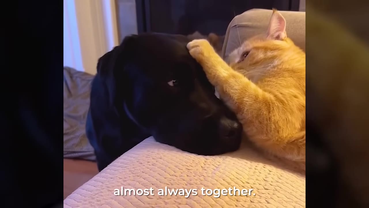 An orange cat gently rests its paw on the head of a black dog as they cuddle together on a couch.