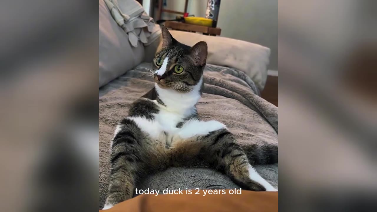 A tabby and white cat sitting upright on a grey blanket on a couch, looking off to the side.