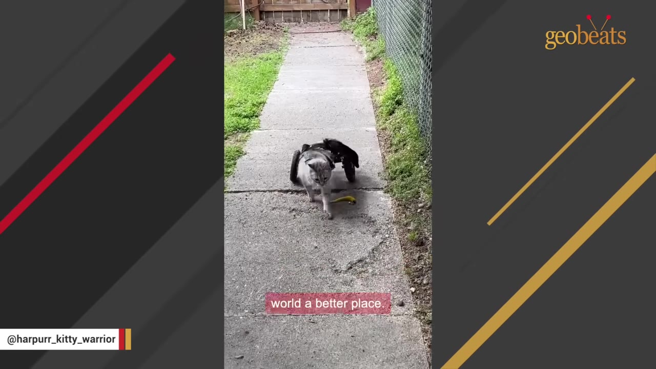 A light gray cat using a custom two-wheeled wheelchair walks forward on a concrete sidewalk outdoors.