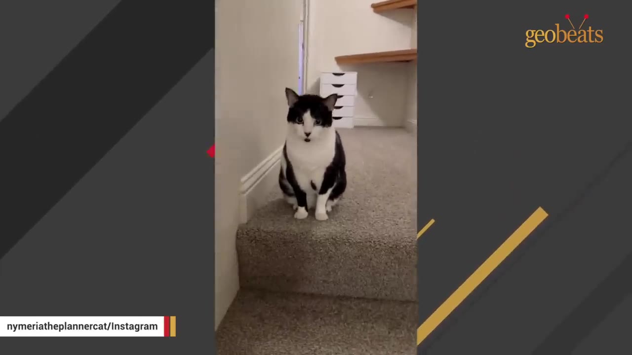 A black and white cat sitting alertly on carpeted stairs, looking directly forward.