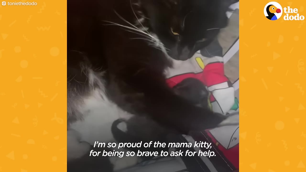 A fluffy black and white mother cat lying down and looking over her kittens on a blanket.