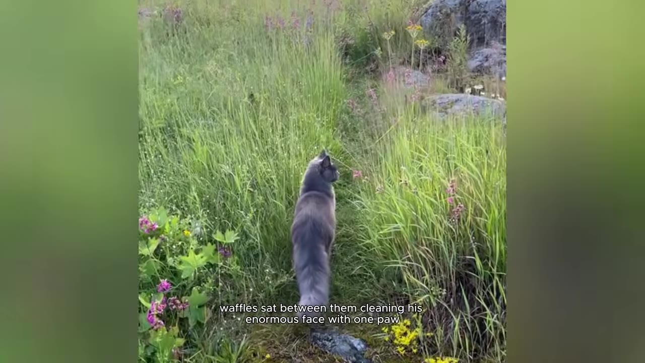 A fluffy grey Maine Coon cat walks away through a grassy field with wildflowers.
