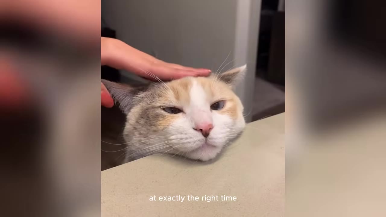 A close-up of a calico cat resting its chin on a counter while being gently petted on the head by a person's hand.