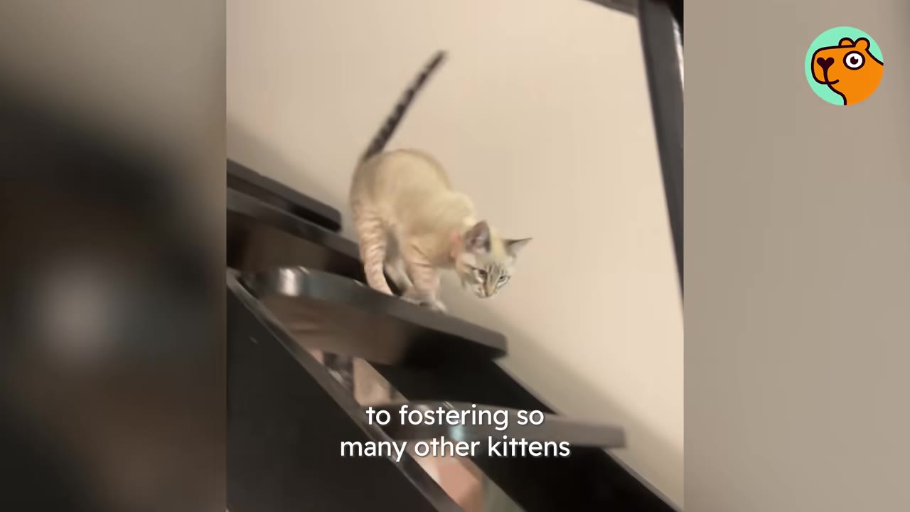A light-colored cat with dark points walks down a set of dark wooden stairs.
