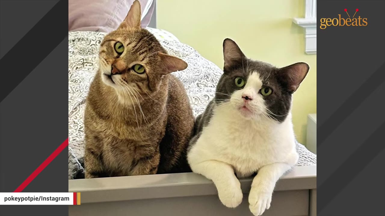 A brown tabby cat with its head tilted and a grey and white cat sitting side-by-side on a bed, looking towards the camera.