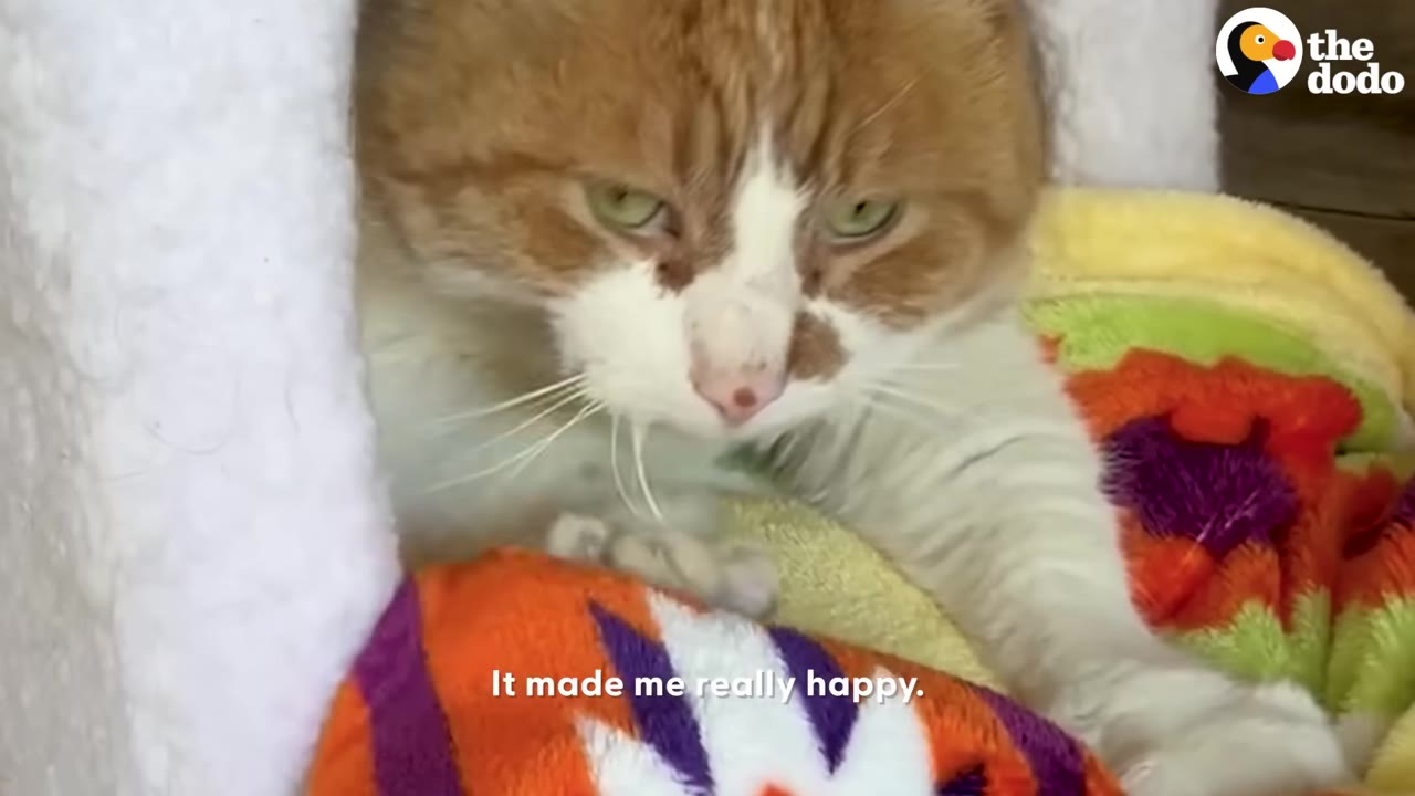 An orange and white cat resting comfortably on a colorful blanket inside a soft white pet bed.