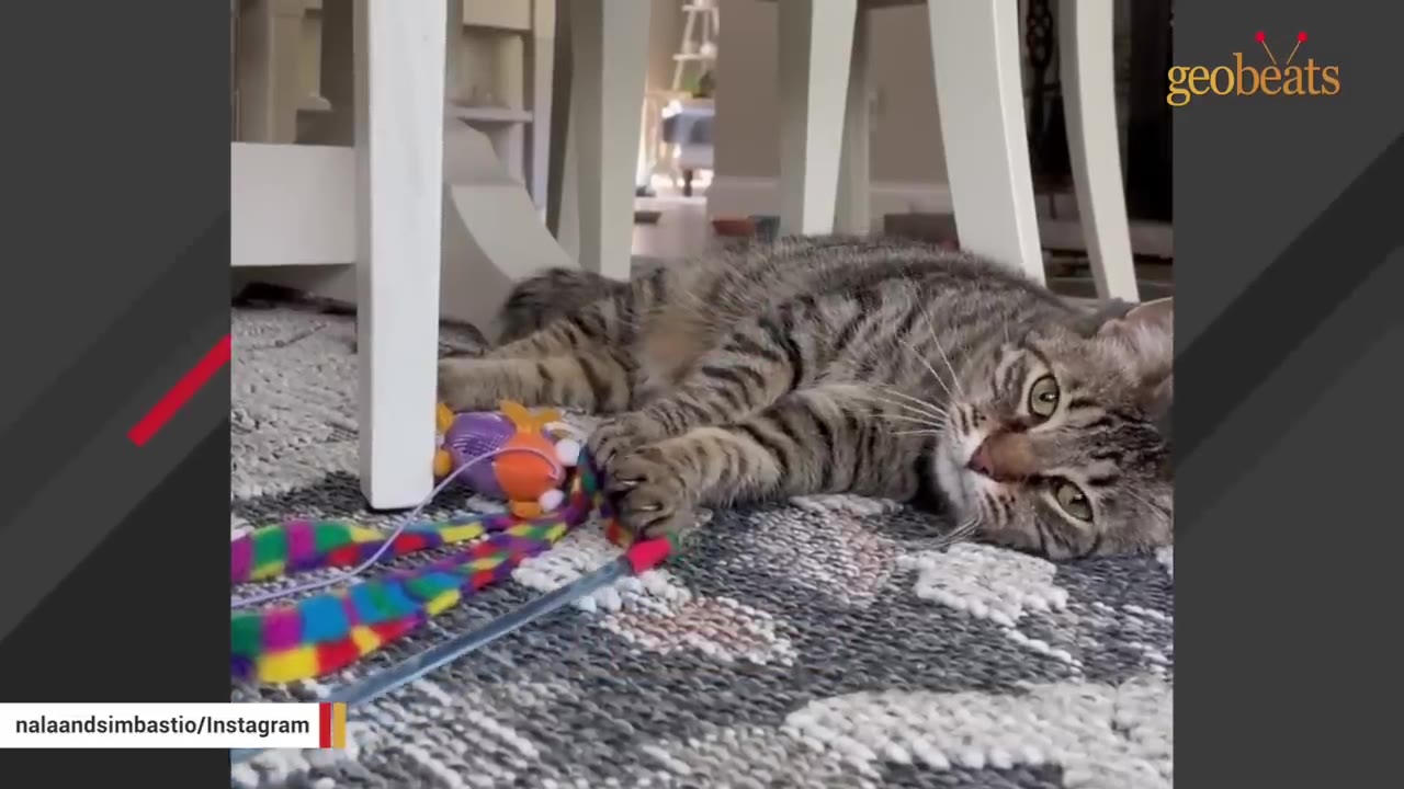 A tabby cat lies on a patterned rug under a white chair, looking towards the camera next to a colorful toy.
