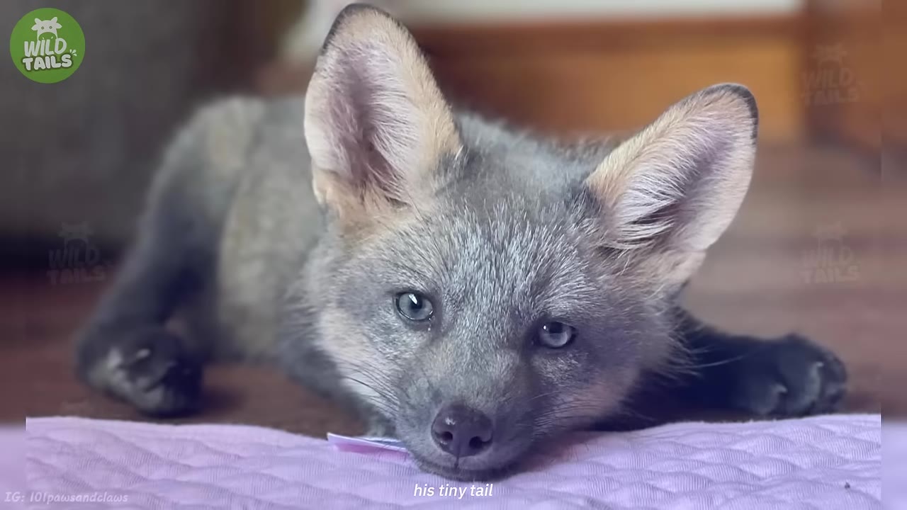 A close-up of a grey fox pup with large ears lying down on a purple blanket, looking directly at the camera.