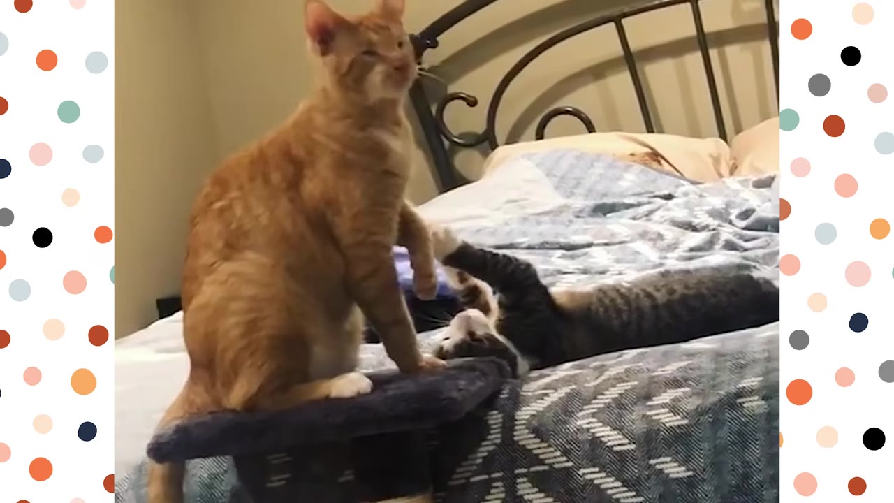 An orange cat stands on a cat tree perch next to a bed, looking towards a tabby and white cat lying on its back on the bed.