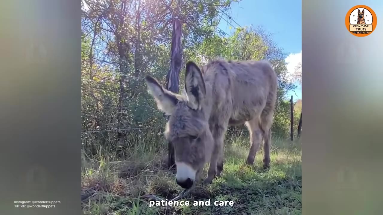 A small grey donkey grazing peacefully in a grassy field with trees and a blue sky in the background.