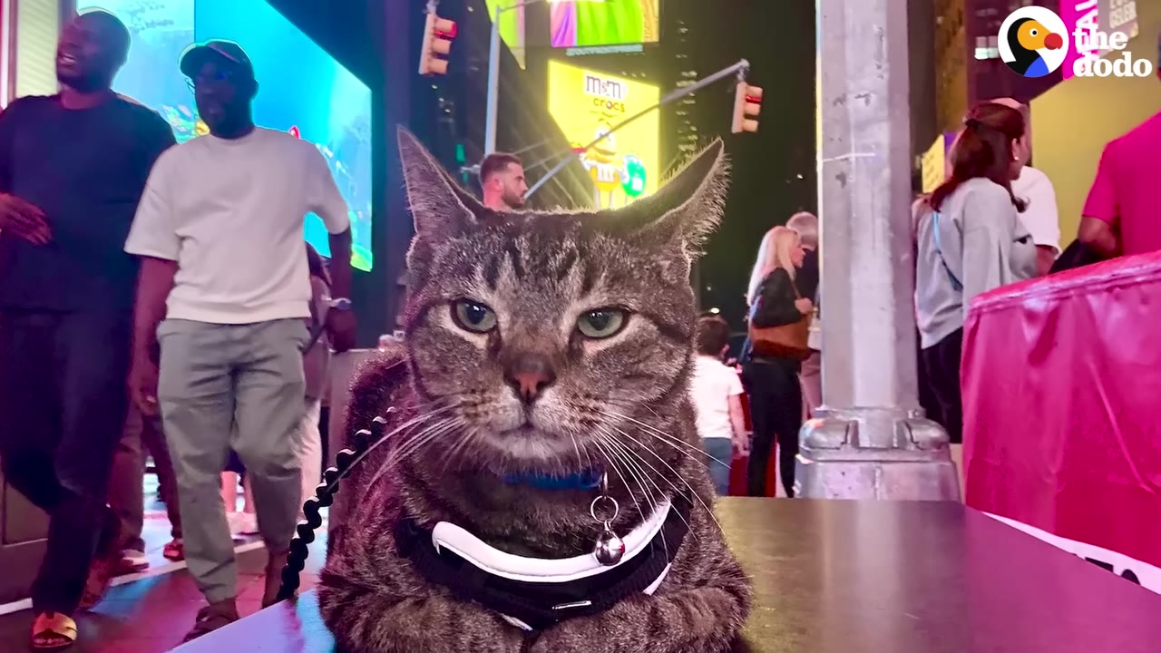 A tabby cat wearing a black harness and a blue collar with a bell sits calmly outdoors in a bustling city square at night with people walking in the background.