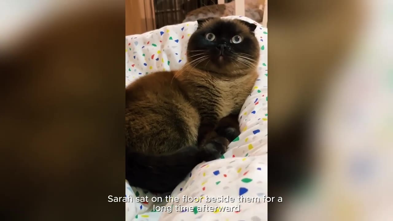 A Siamese-mix cat with dark points and wide blue eyes rests calmly on a white blanket patterned with colorful confetti shapes.