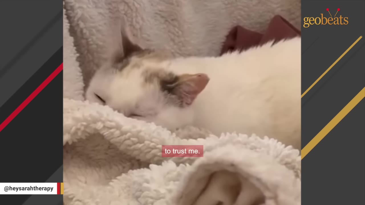 A close-up shot of a white cat sleeping peacefully, nestled under a soft, textured white blanket.