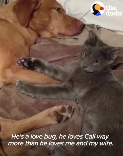 A grey kitten lies on a brown blanket next to a sleeping golden dog, with text overlay reading, 'He's a love bug, he loves Cali way more than he loves me and my wife.'
