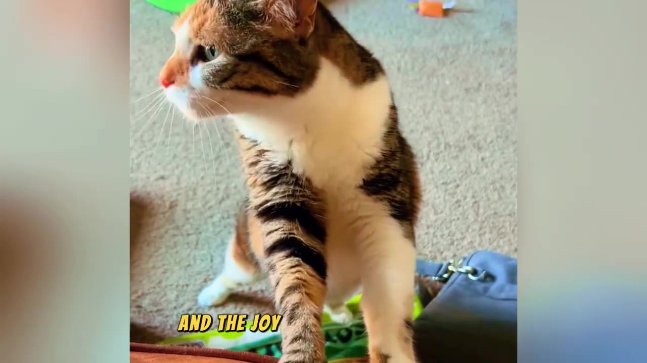 A brown, white, and orange tabby cat standing on its hind legs, looking curiously to the side.