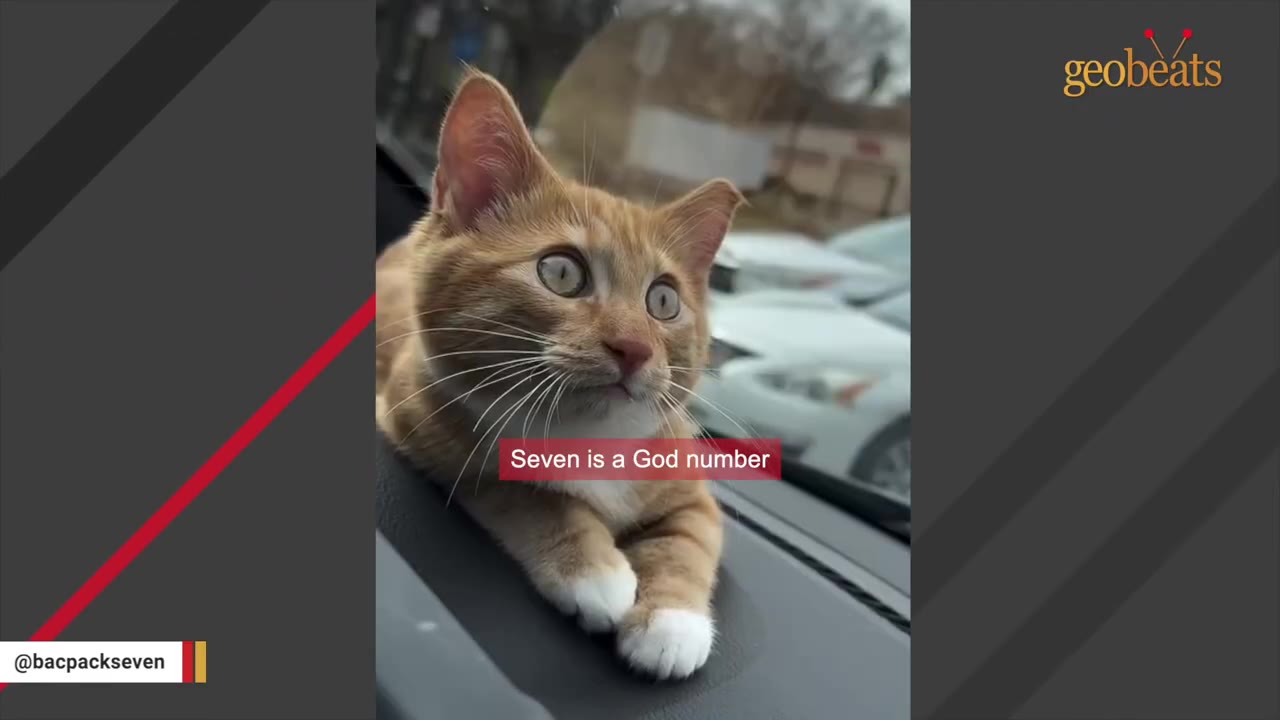 An orange tabby cat with white paws sits on a car dashboard, looking out the window with wide eyes, accompanied by the text 'Seven is a God number'.