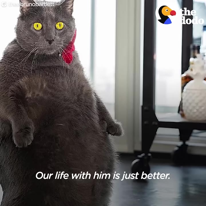 A large grey cat with bright yellow eyes stands on its hind legs wearing a red bow tie, looking directly at the camera.