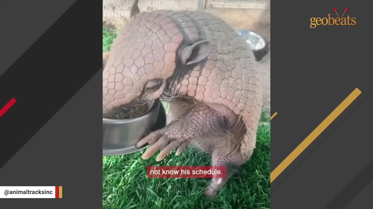 An armadillo standing on artificial grass, holding a metal bowl with its front claws.