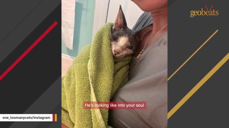 Massachusetts Cat Saved From Hoarding Needs Thousands In Care, But The Sacrifice Reveals Something Beautiful