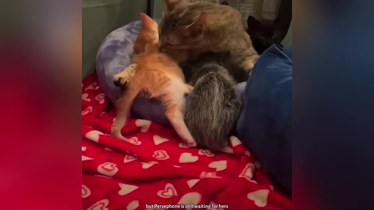 A tabby cat grooms an orange kitten lying on its back in a pet bed alongside other kittens on a red blanket with white hearts.
