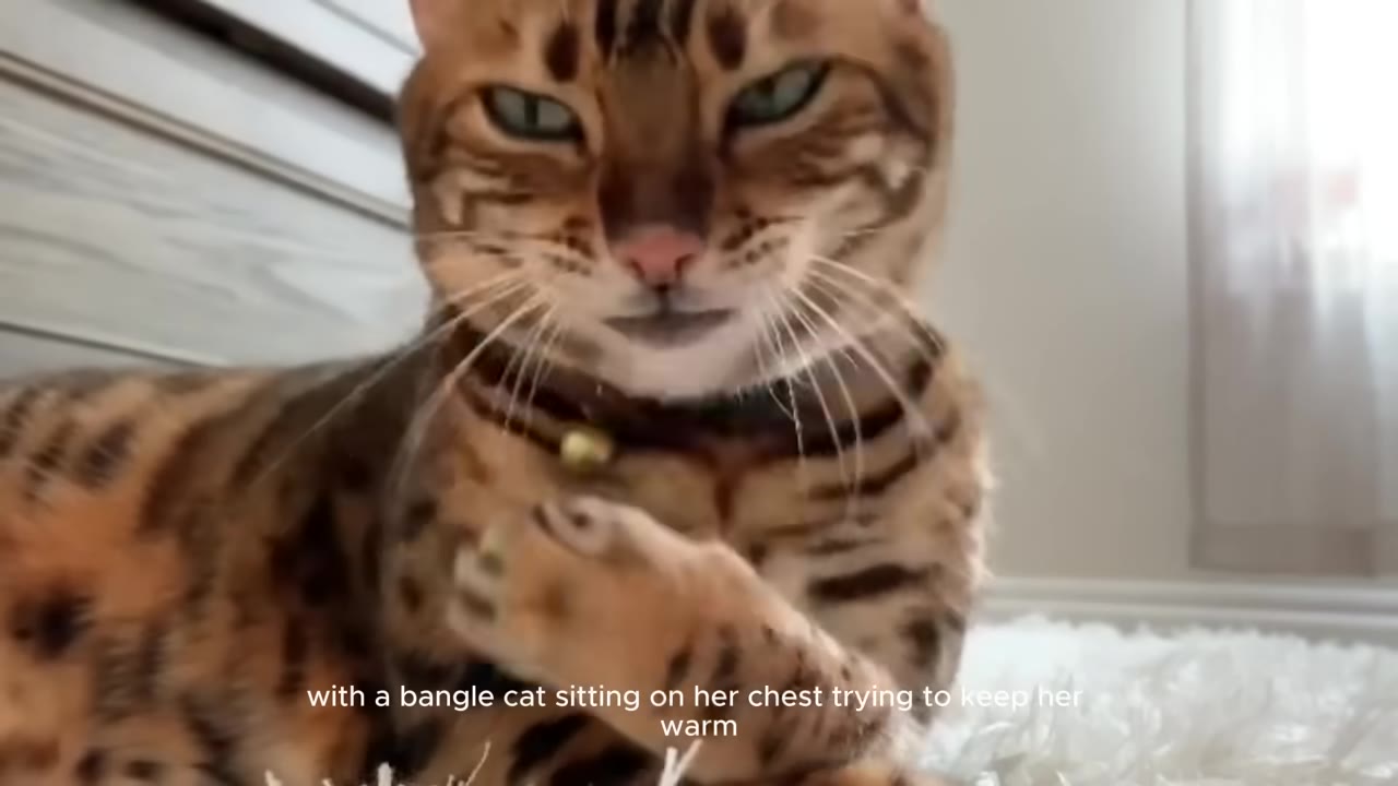 A close-up of a Bengal cat with green eyes looking directly at the camera while lying down on a white shag rug.