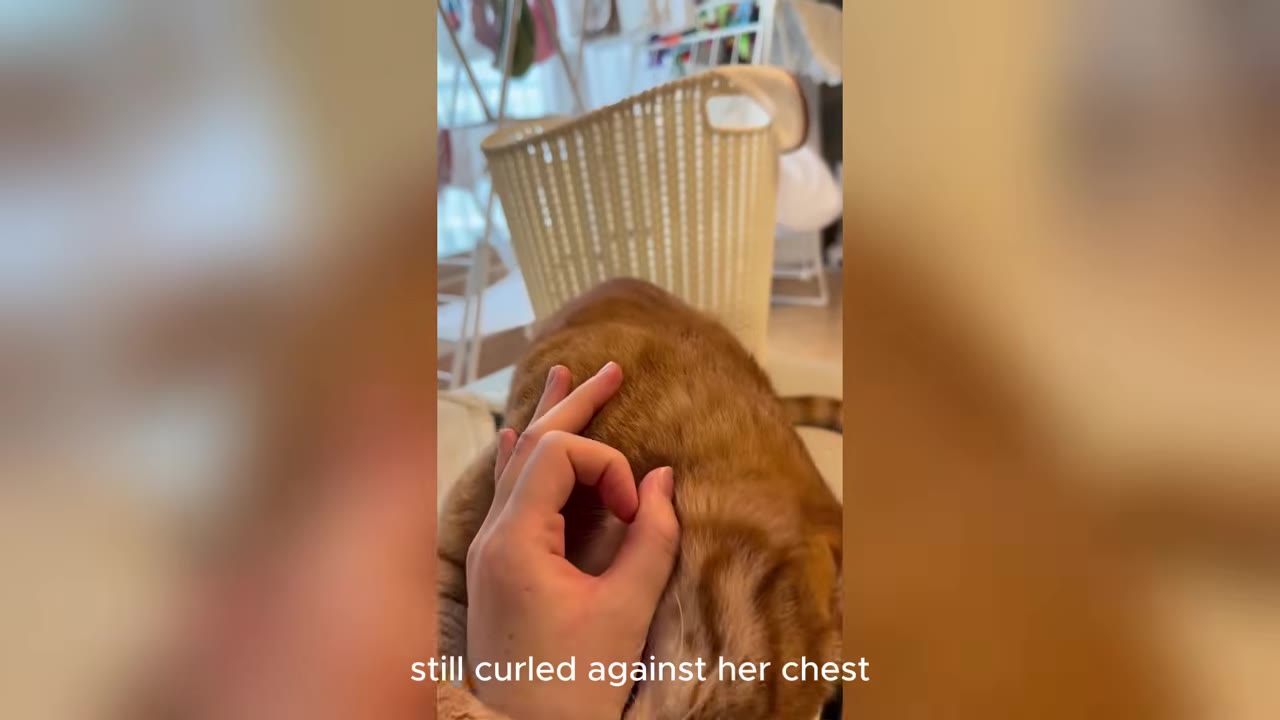 A close-up shot of a person's hand gently resting on the back of a sleeping orange tabby cat.