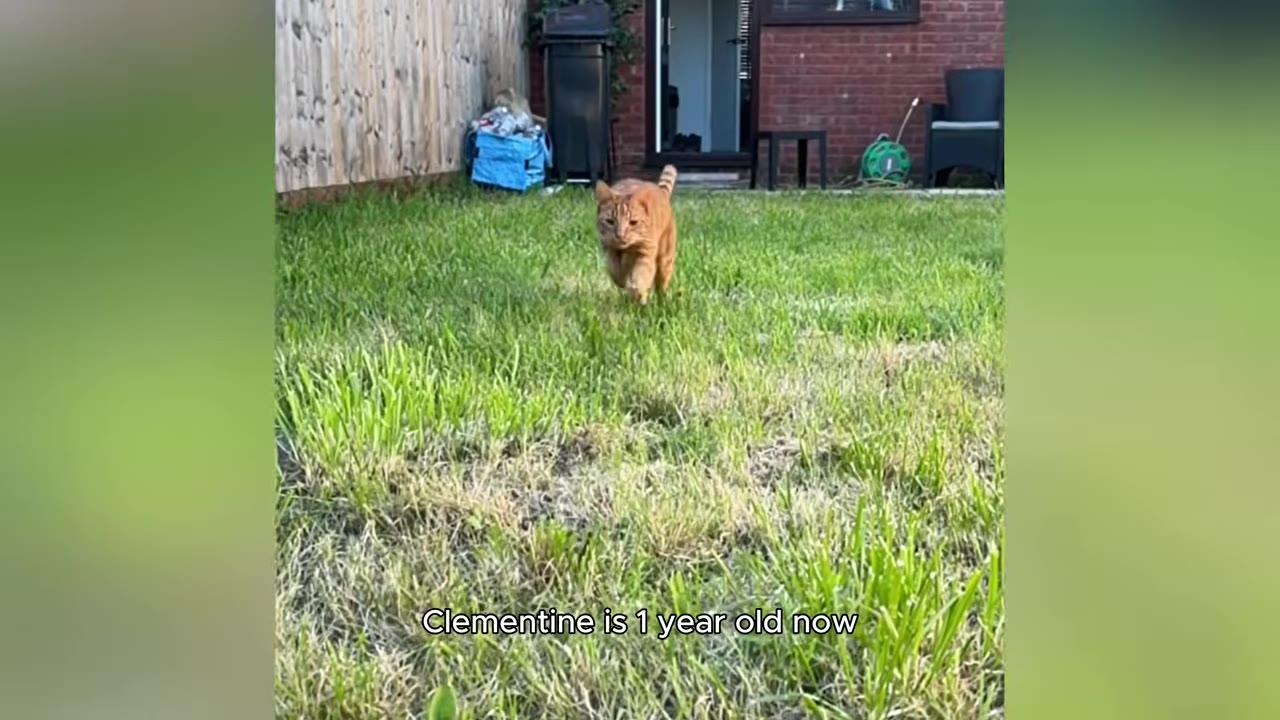 An orange tabby cat running forward through green grass in a backyard.