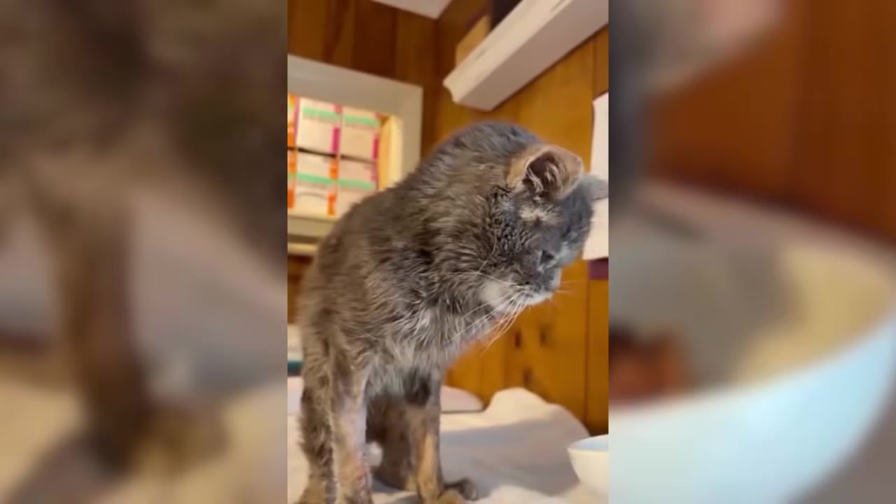 A small, scruffy grey cat standing on a white-covered examination table in a veterinary clinic.