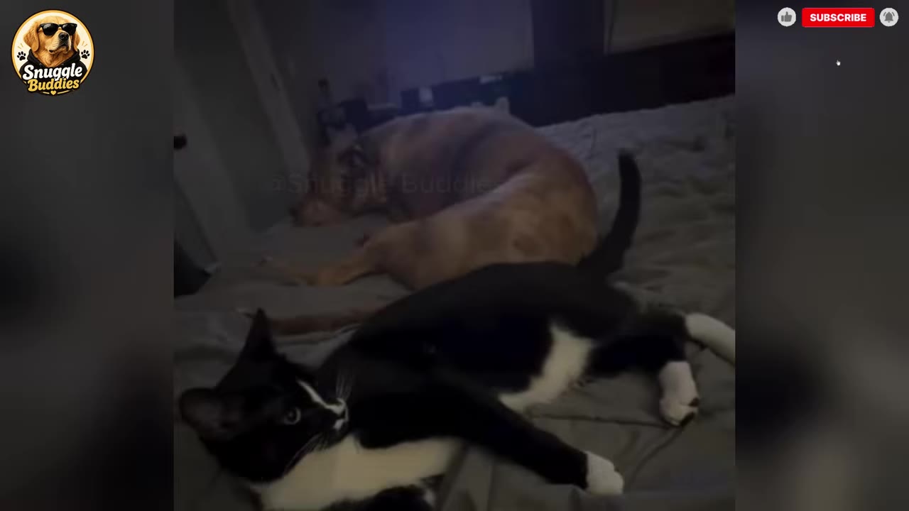 A black and white tuxedo cat lies on a bed in the foreground, looking back toward a large brown dog resting behind it.