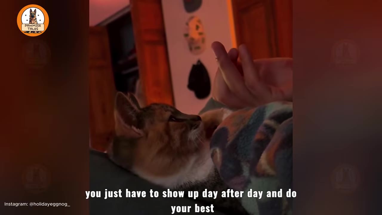 A calico cat lying in bed next to a person, looking up affectionately at their hand.