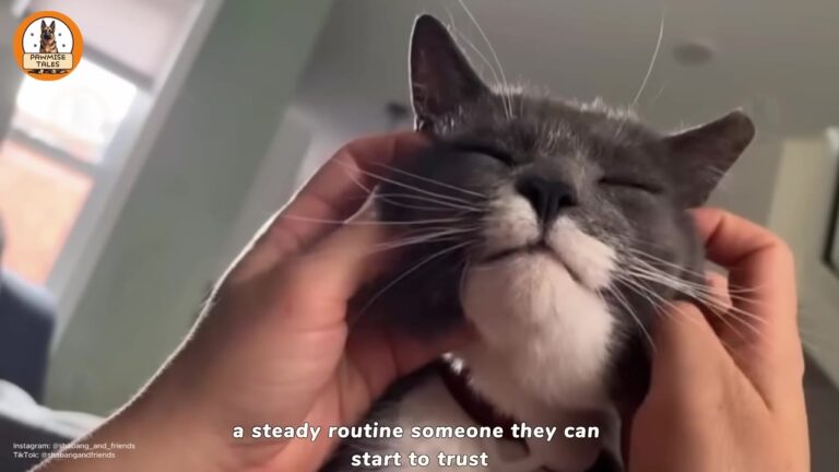 Pennsylvania Stray Kept His Distance For A Year, But One Brave Choice Changed His Entire Life