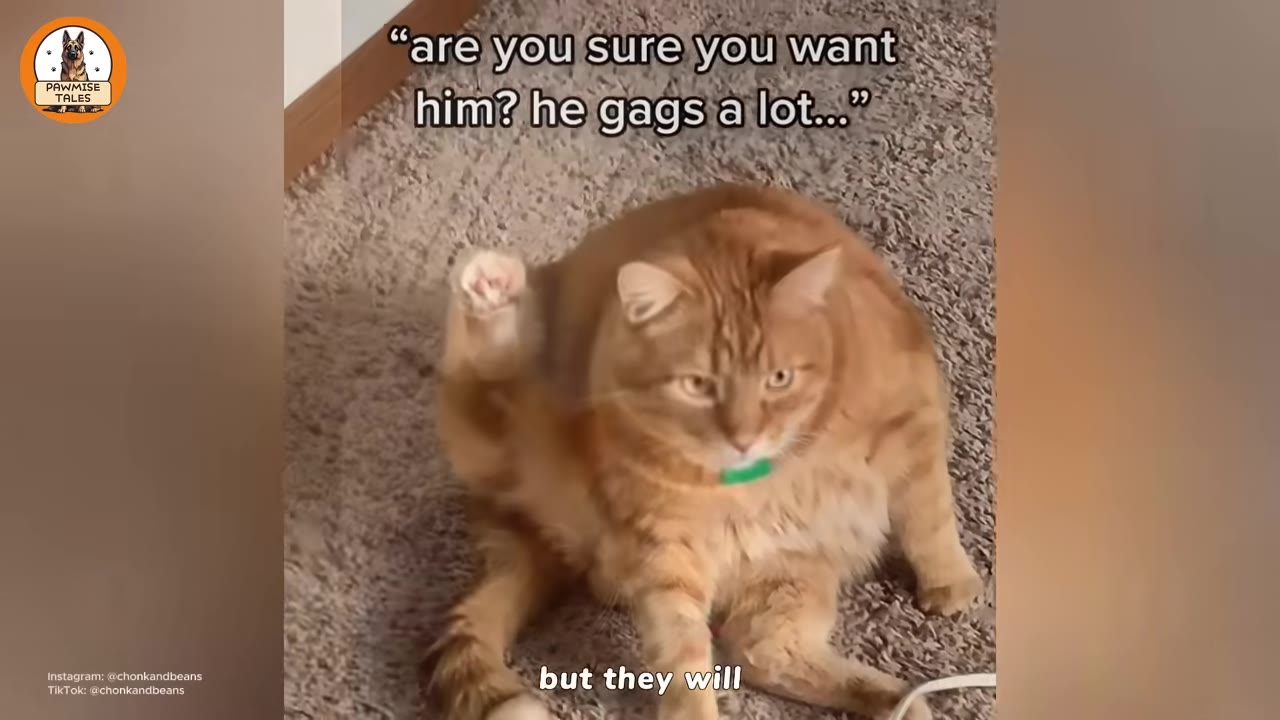 A large orange cat sits on a carpet with text overlay that reads, 'are you sure you want him? he gags a lot...'