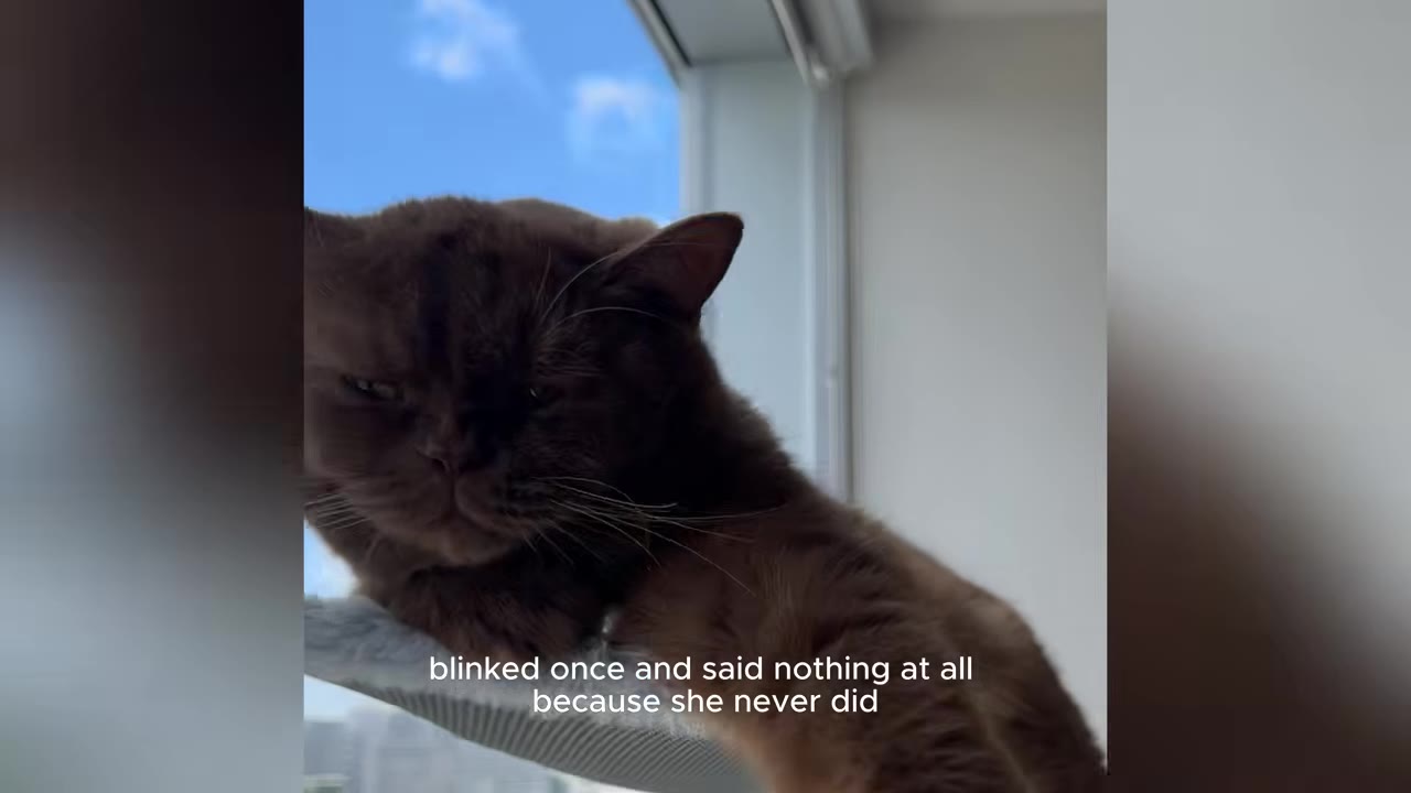 A close-up of a fluffy brown cat resting on a perch near a window, looking calmly towards the camera.